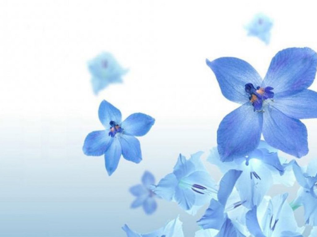 Обои цветы, лепестки, голубые, синие, cvety, priroda, sinij, flowers, petals, blue разрешение 1920x1200 Загрузить
