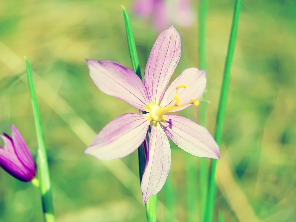 Обои цветы, зелень, макро, лепесток, стебель, makro, zelen, lepestok, stebl, flowers, greens, macro, petal, stem разрешение 2560x1600 Загрузить