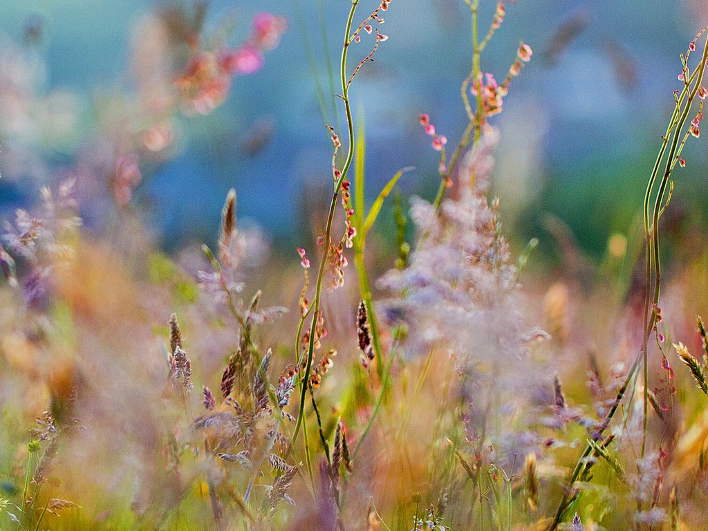 Обои цветы, трава, размытость, полевые цветы, flowers, grass, blur, wildflowers разрешение 3500x1034 Загрузить