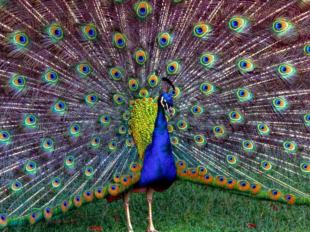 Обои трава, птица, павлин, перья, красивый, хвост, grass, bird, peacock, feathers, beautiful, tail разрешение 1920x1200 Загрузить