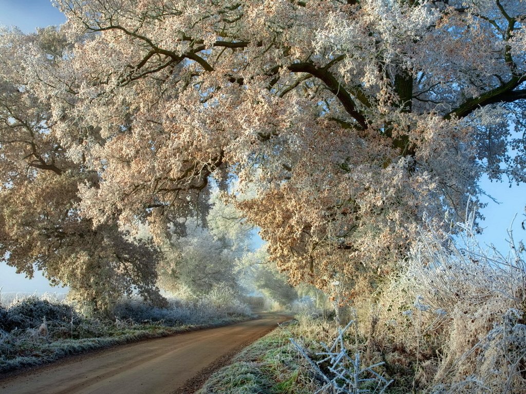 Обои дорога, деревья, дерево, мороз, иней, осень, road, trees, tree, frost, autumn разрешение 1920x1200 Загрузить