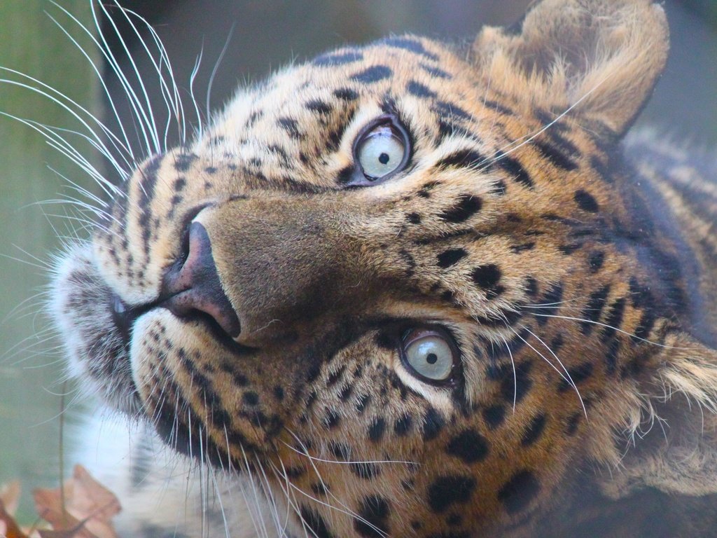 Обои морда, взгляд, леопард, хищник, большие кошка, face, look, leopard, predator, large cat разрешение 2560x1600 Загрузить