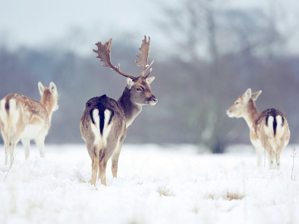 Обои снег, природа, лес, зима, рога, олени, snow, nature, forest, winter, horns, deer разрешение 1920x1200 Загрузить