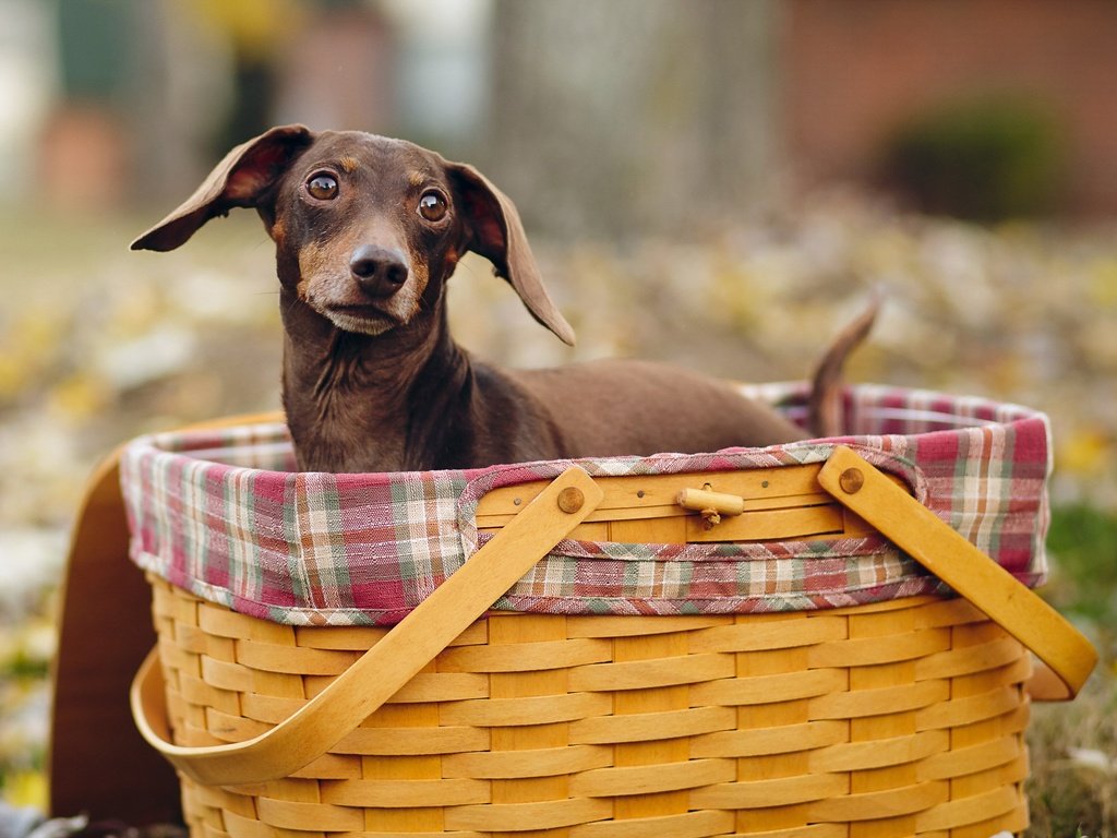 Обои взгляд, осень, собака, такса, корзинка, look, autumn, dog, dachshund, basket разрешение 2560x1600 Загрузить