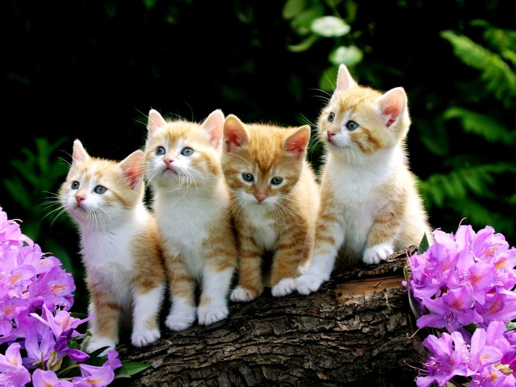 Обои цветы, рыжие котята, flowers, red kittens разрешение 2000x1333 Загрузить