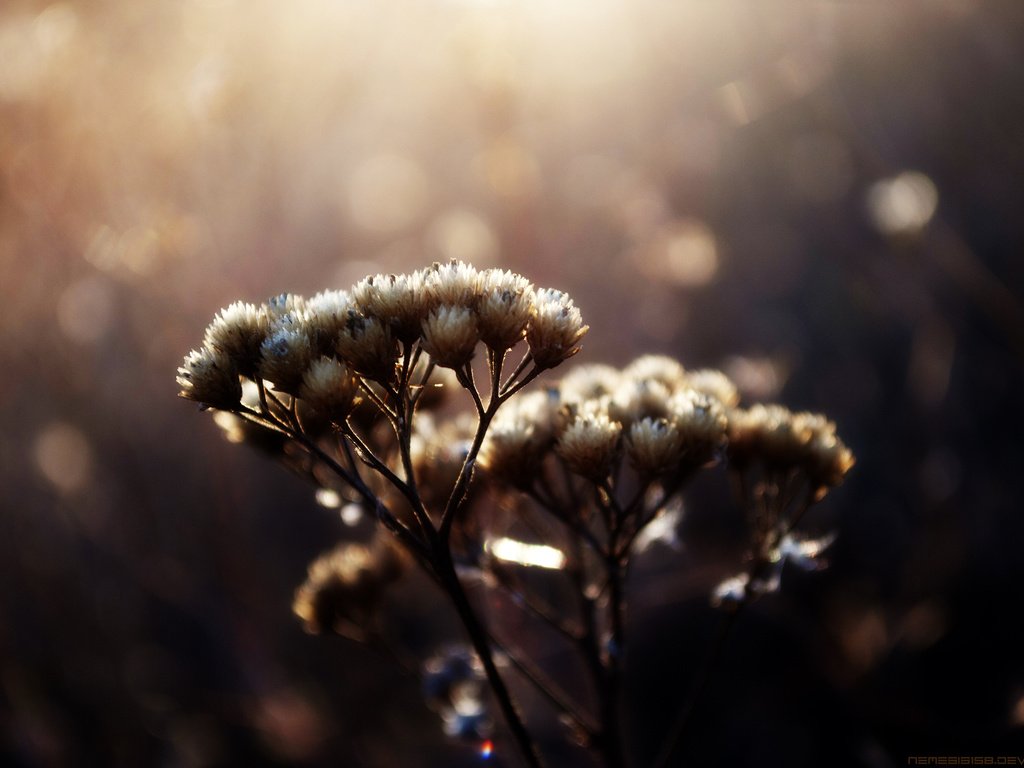 Обои макро, блики, растение, травинки, сухоцвет, венчик, пучки, macro, glare, plant, grass, the dried flowers, whisk разрешение 2560x1600 Загрузить