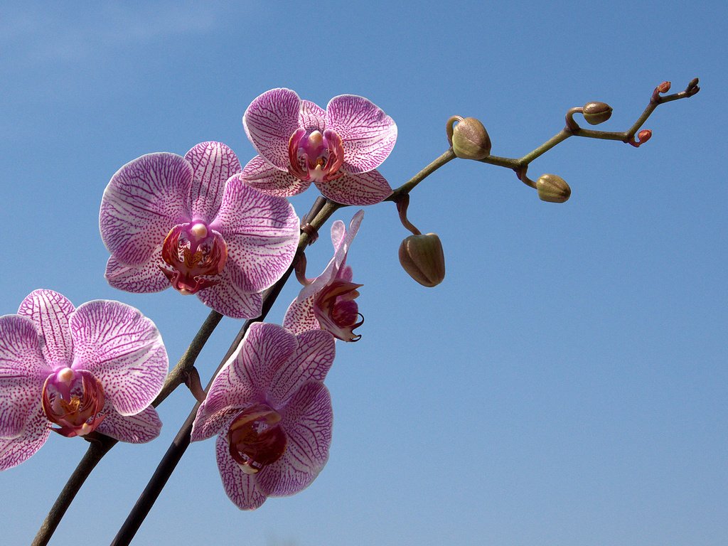 Обои небо, цветы, ветка, бутон, голубое, орхидея, the sky, flowers, branch, bud, blue, orchid разрешение 1920x1200 Загрузить