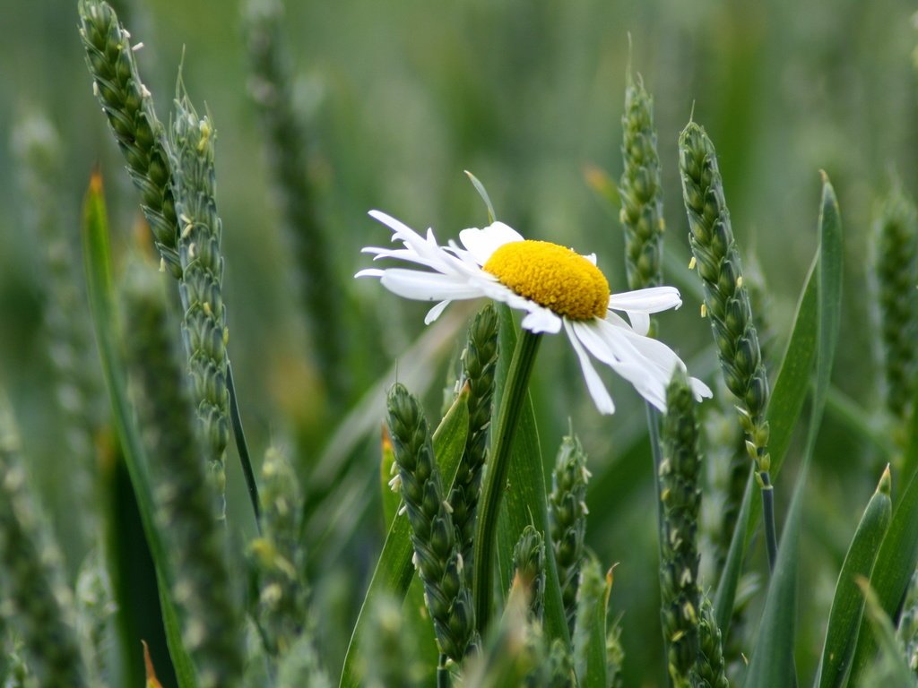 Обои трава, цветок, ромашка, колоски, полюс, priroda, romashka, grass, flower, daisy, spikelets, pole разрешение 2560x1600 Загрузить