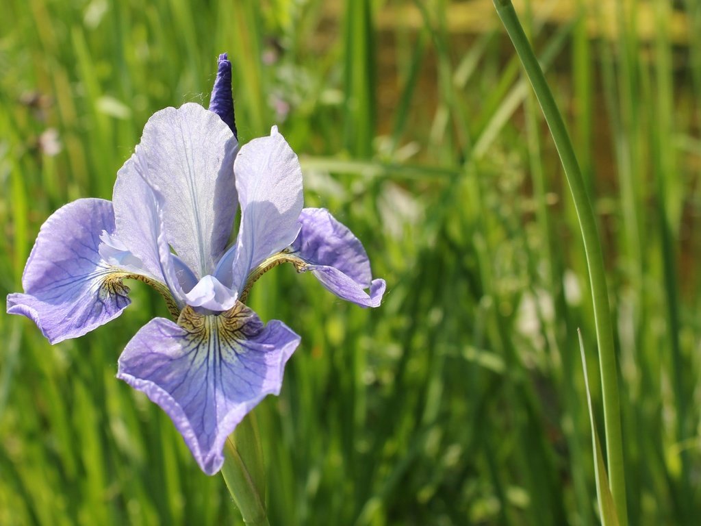 Обои трава, природа, зелень, цветок, ирис, cvety, zelen, grass, nature, greens, flower, iris разрешение 4001x2667 Загрузить