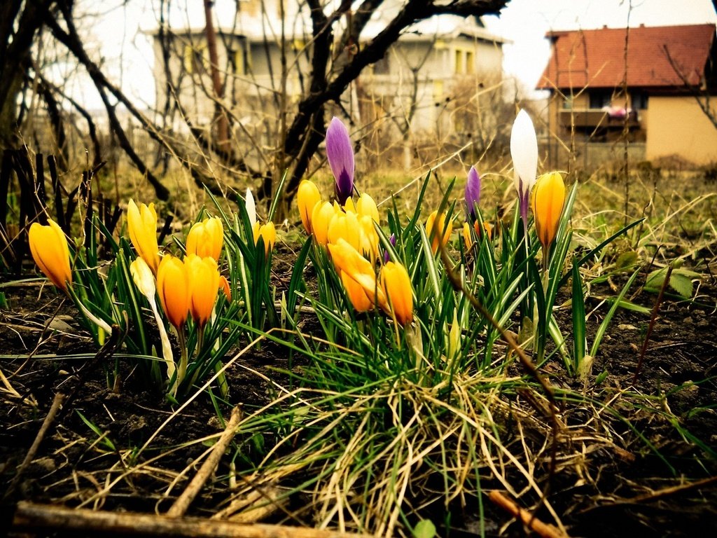 Обои сад, весна, оранжевый, крокусы, garden, spring, orange, crocuses разрешение 1920x1200 Загрузить