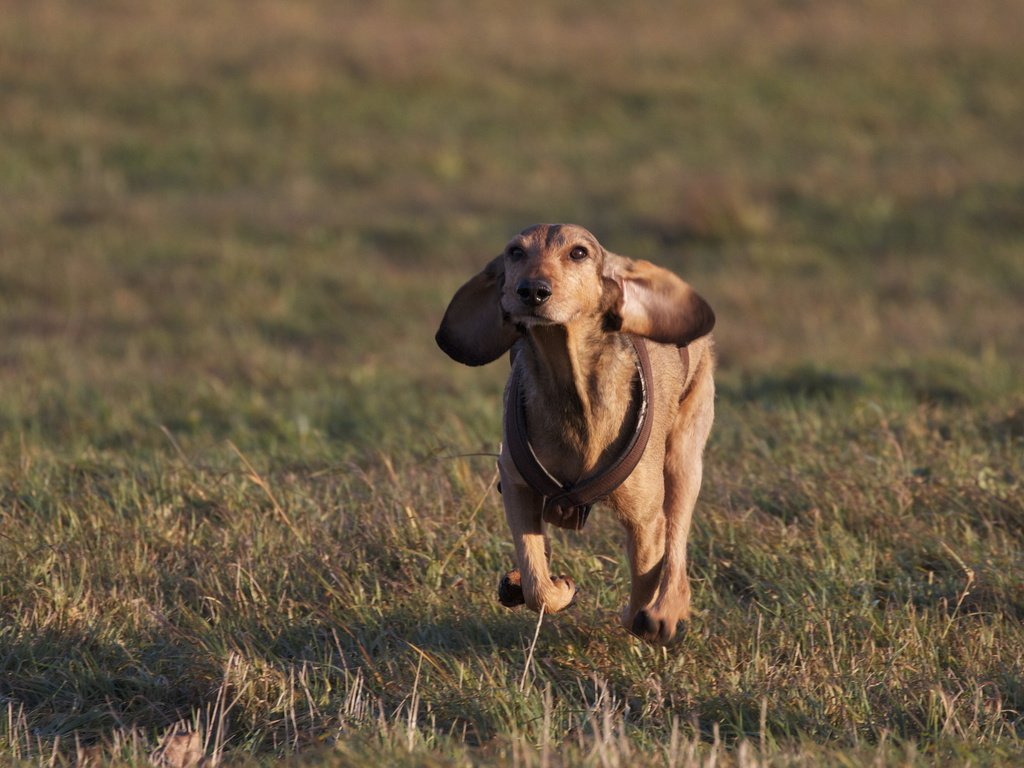 Обои трава, настроение, поле, собака, уши, такса, бег, grass, mood, field, dog, ears, dachshund, running разрешение 2560x1600 Загрузить