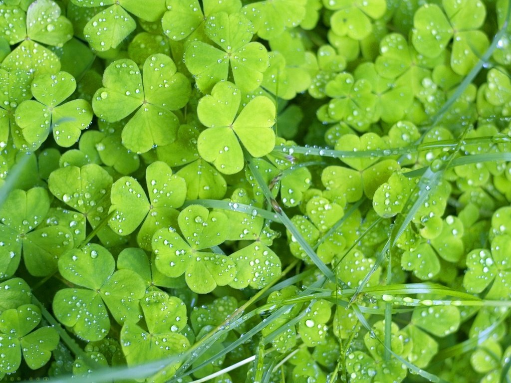 Обои трава, клевер, листья, макро, роса, капли, растение, трилистник, grass, clover, leaves, macro, rosa, drops, plant, shamrock разрешение 1920x1200 Загрузить