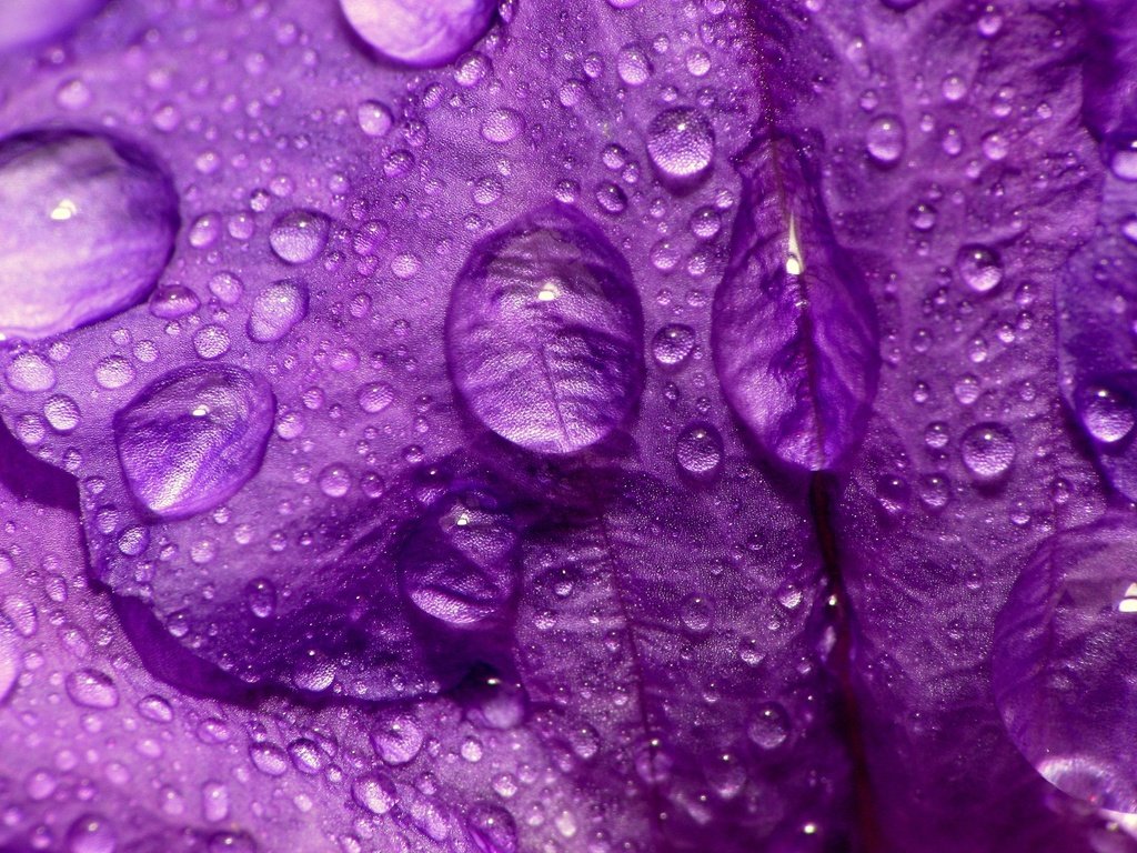 Обои макро, цветок, капли, фиолетовый, лепесток, macro, flower, drops, purple, petal разрешение 2560x1920 Загрузить