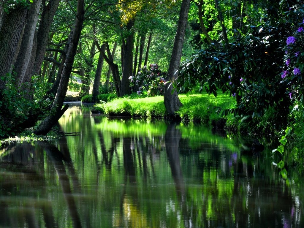 Обои цветы, деревья, река, зелень, лес, отражение, кусты, flowers, trees, river, greens, forest, reflection, the bushes разрешение 1920x1080 Загрузить