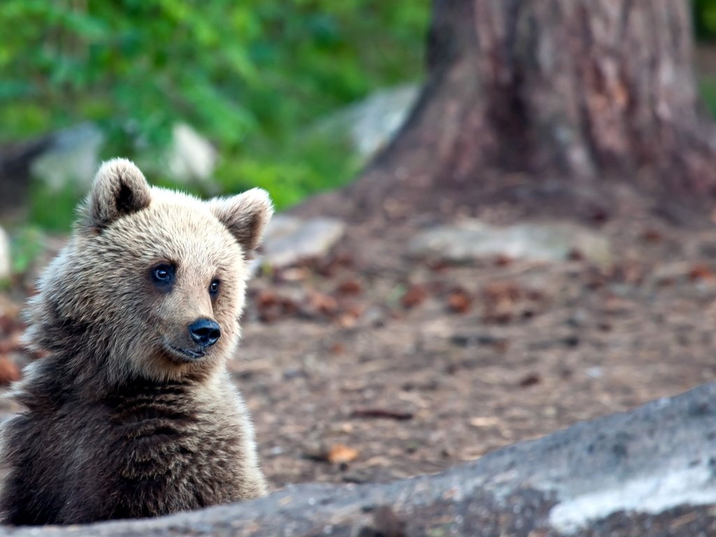 Обои природа, лес, лето, медведь, медвежонок, nature, forest, summer, bear разрешение 2560x1600 Загрузить