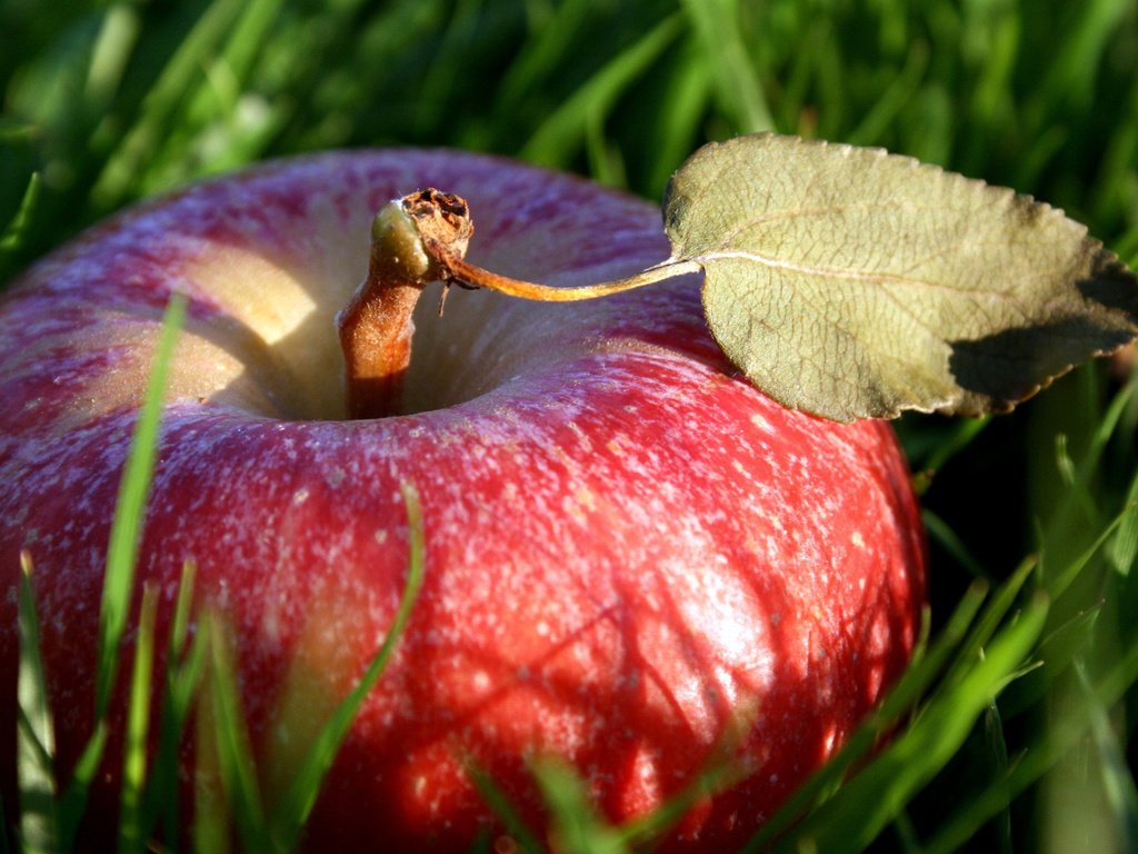 Обои трава, макро, фрукты, лист, плод, яблоко, красное, grass, macro, fruit, sheet, the fruit, apple, red разрешение 2560x1600 Загрузить