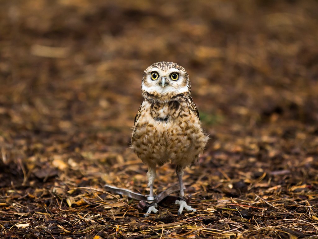 Обои сова, природа, птица, детеныш на привязи, большие глаза, owl, nature, bird, cub on a leash, big eyes разрешение 2048x1365 Загрузить