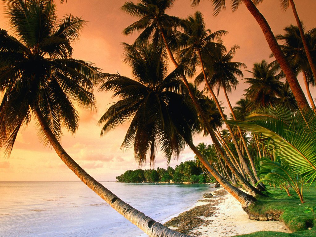 Обои песок, пляж, пальмы, тропики, sand, beach, palm trees, tropics разрешение 1920x1080 Загрузить