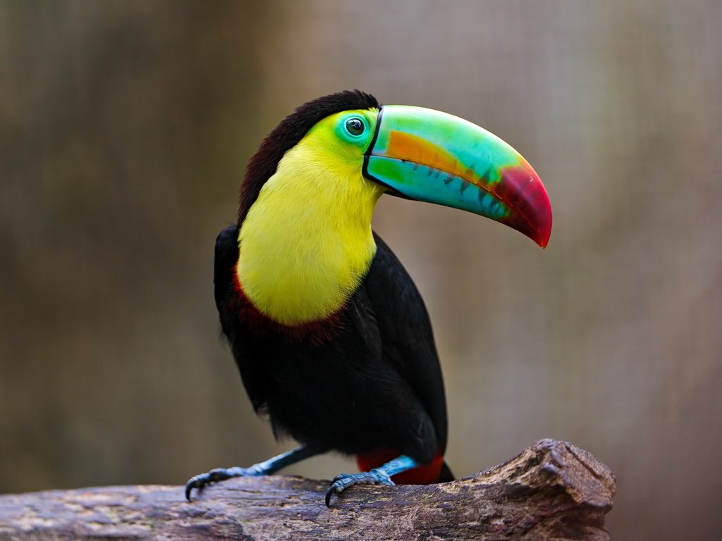 Обои разноцветный, птица, тукан, клюв, оперение, colorful, bird, toucan, beak, tail разрешение 2560x1600 Загрузить