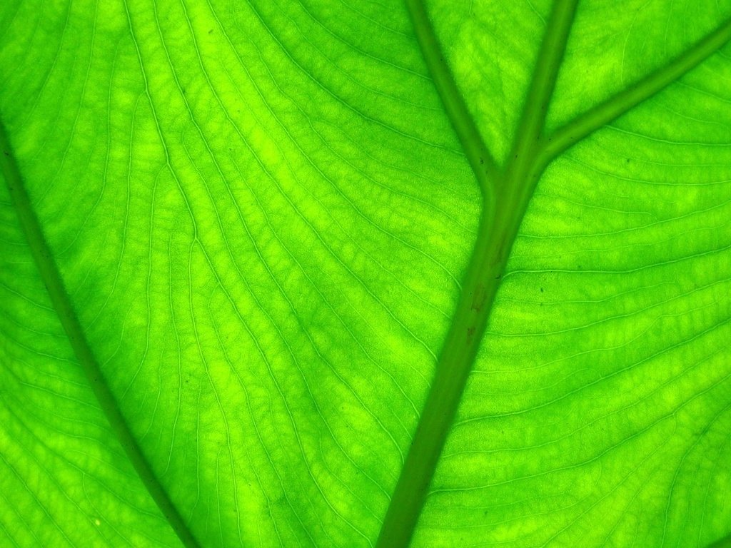 Обои зелёный, макро, лист, прожилки, green, macro, sheet, veins разрешение 1920x1080 Загрузить