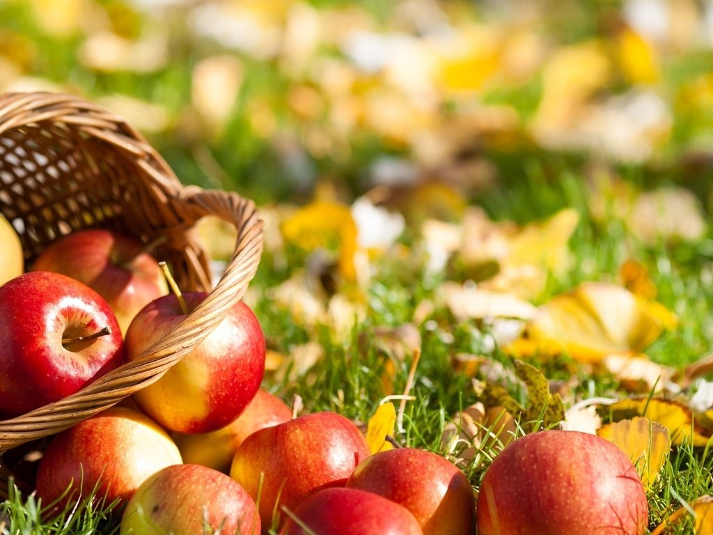 Обои трава, листья, фрукты, яблоки, осень, корзина, grass, leaves, fruit, apples, autumn, basket разрешение 1920x1200 Загрузить