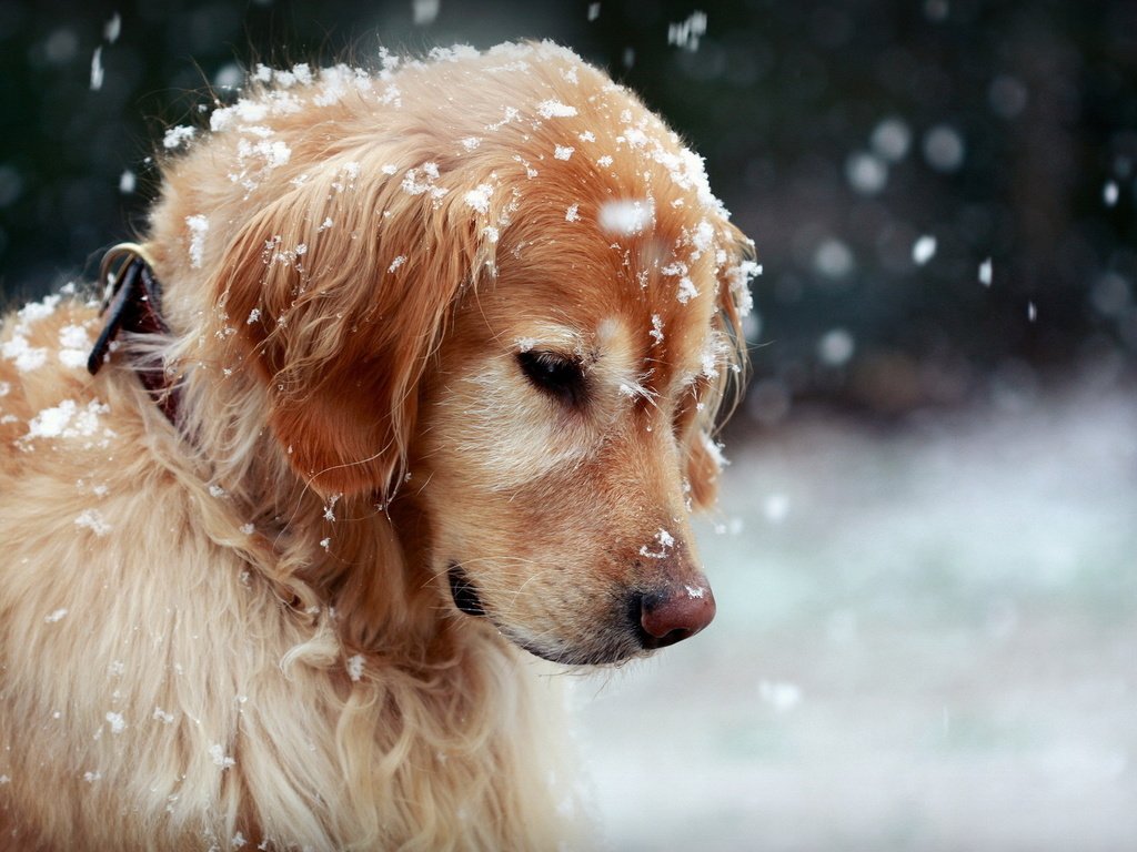 Обои снег, природа, собака, золотистый ретривер, snow, nature, dog, golden retriever разрешение 1920x1200 Загрузить