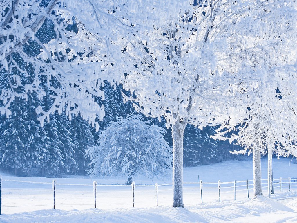 Обои деревья, снег, лес, зима, иней, забор, тропинка, сугробы, trees, snow, forest, winter, frost, the fence, path, the snow разрешение 1920x1080 Загрузить