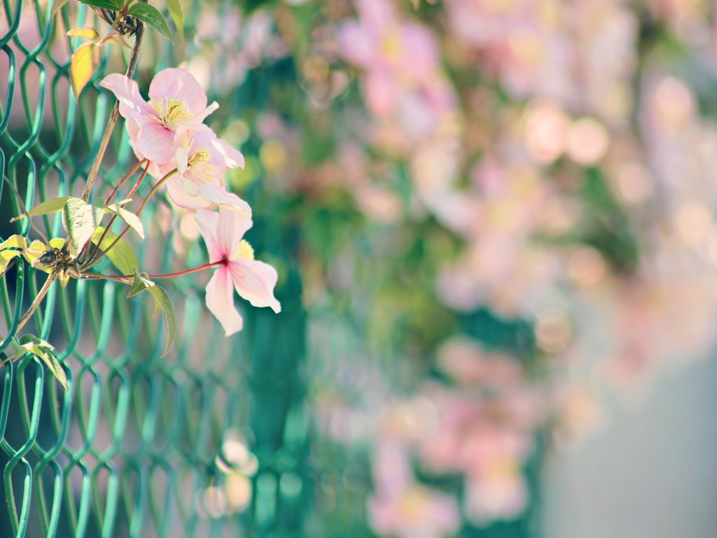 Обои цветы, природа, забор, сетка, розовые, боке, нежные., flowers, nature, the fence, mesh, pink, bokeh, gentle. разрешение 1920x1280 Загрузить