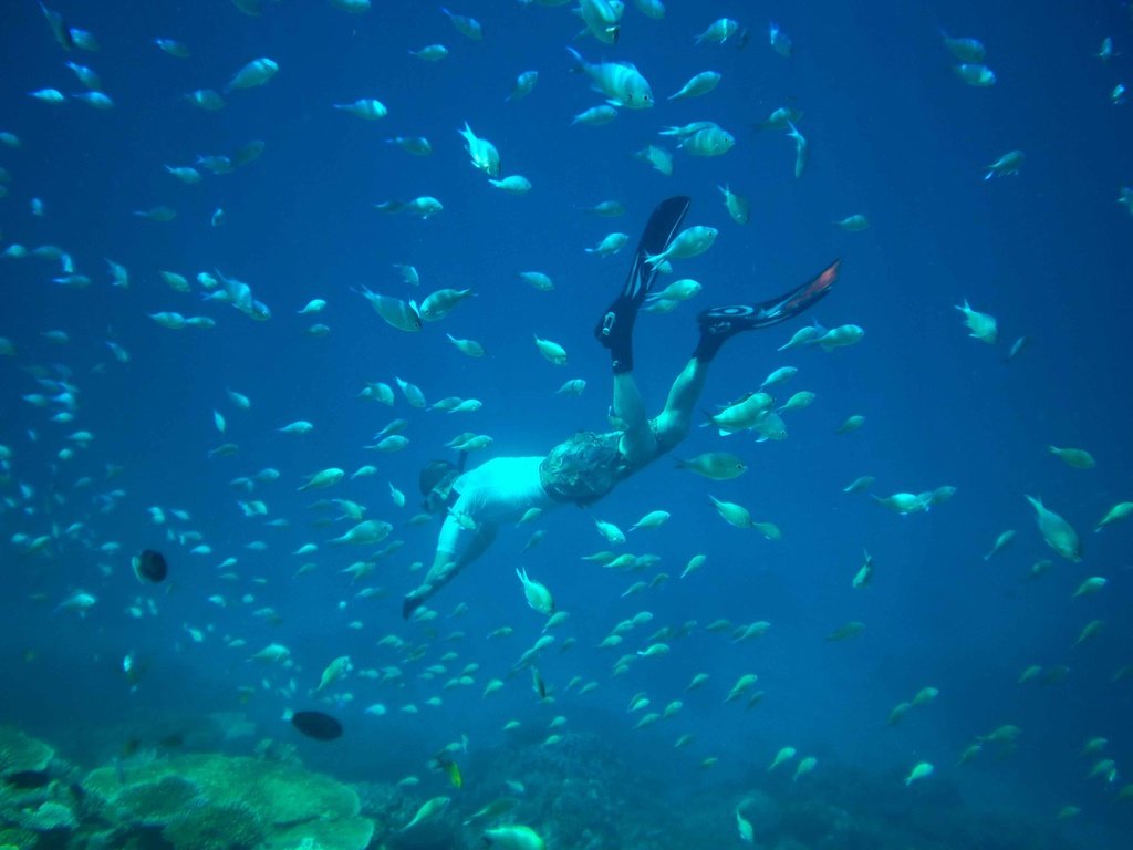 Обои рыбы, тропики, мальдивы, дайвинг, fish, tropics, the maldives, diving разрешение 3968x2976 Загрузить