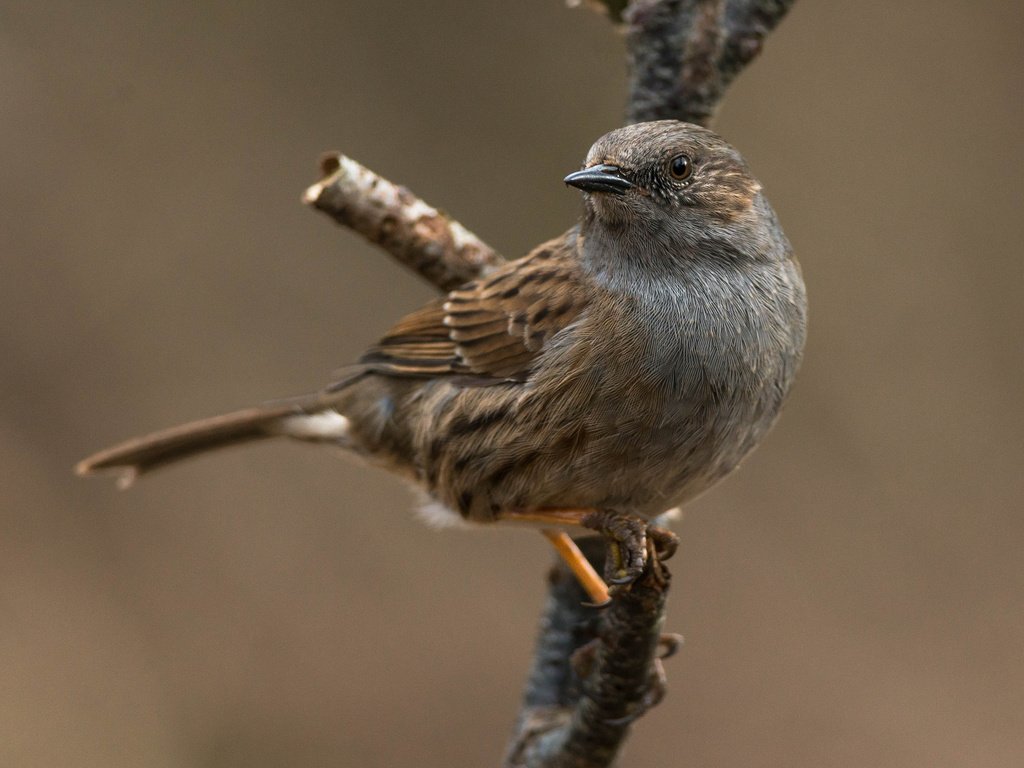 Обои ветка, макро, птица, клюв, воробей, перья, branch, macro, bird, beak, sparrow, feathers разрешение 2048x2048 Загрузить