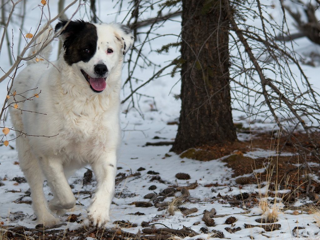 Обои деревья, снег, лес, собака, друг, бордер-колли, trees, snow, forest, dog, each, the border collie разрешение 2560x1600 Загрузить