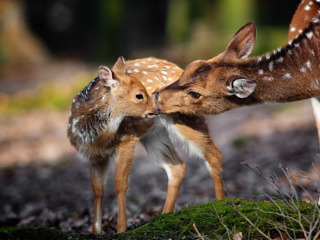 Обои природа, фон, животные, мох, олени, nature, background, animals, moss, deer разрешение 1920x1200 Загрузить