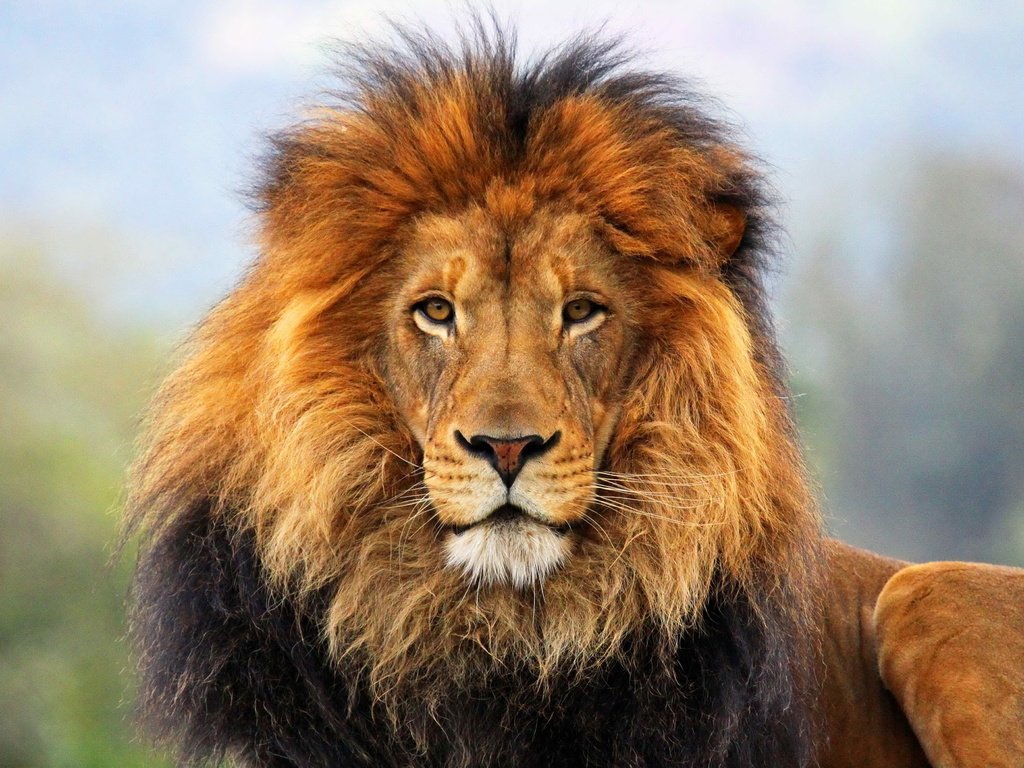 Обои морда, шерсть, взгляд, лев, грива, дикая кошка, царь зверей, face, wool, look, leo, mane, wild cat, the king of beasts разрешение 2560x1599 Загрузить