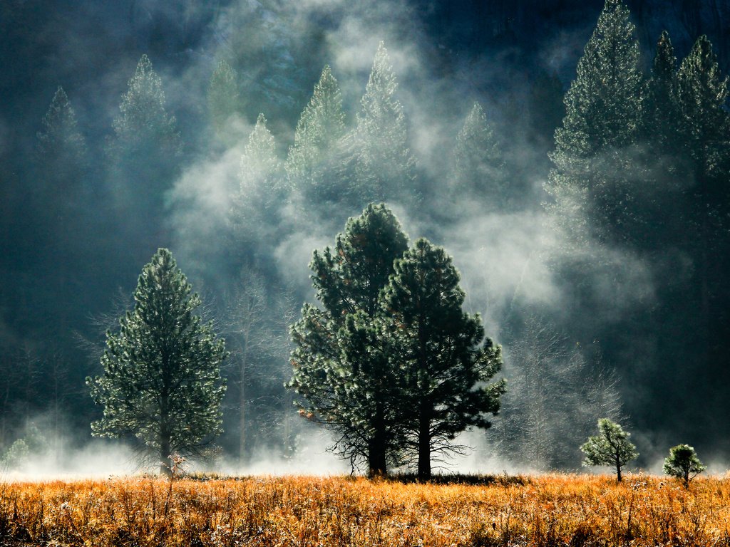 Обои деревья, лес, туман, поляна, дымка, trees, forest, fog, glade, haze разрешение 2560x1600 Загрузить
