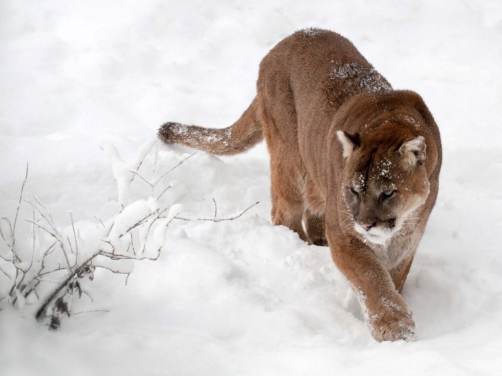 Обои снег, зима, кошка, пума, горный лев, кугуар, snow, winter, cat, puma, mountain lion, cougar разрешение 1920x1440 Загрузить