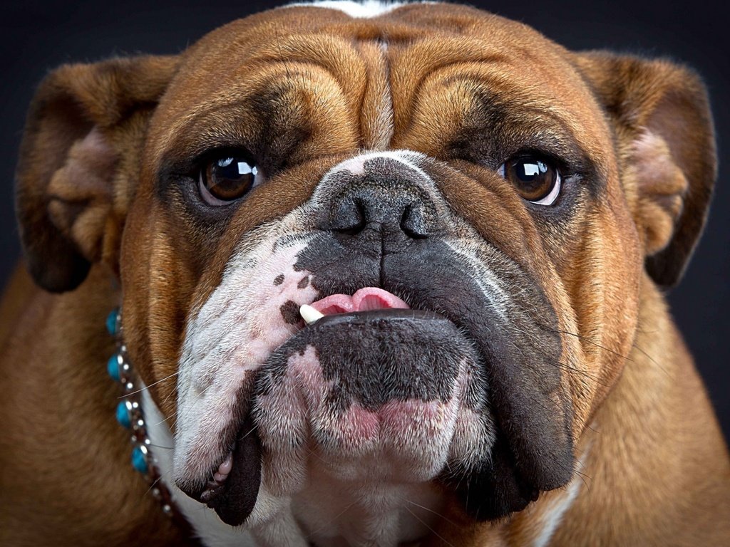 Обои морда, собака, ошейник, язык, английский бульдог, face, dog, collar, language, english bulldog разрешение 1920x1200 Загрузить