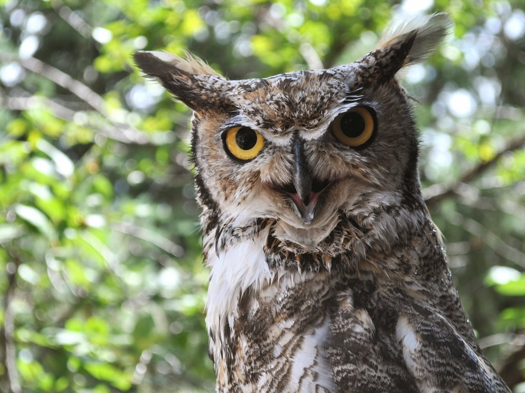 Обои сова, природа, птица, клюв, уши, рогатая сова, owl, nature, bird, beak, ears разрешение 4288x2848 Загрузить