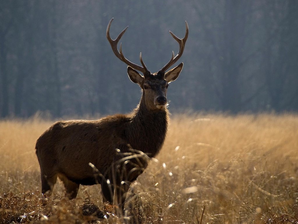 Обои природа, олень, животные, поле, лето, рога, nature, deer, animals, field, summer, horns разрешение 2560x1600 Загрузить