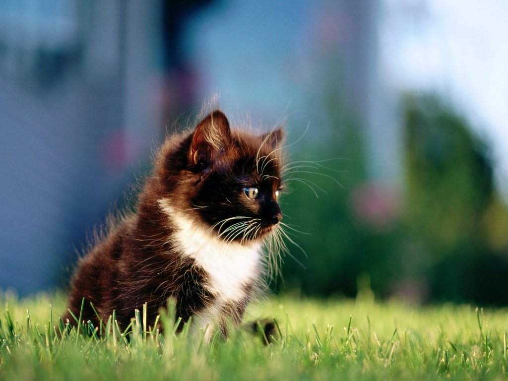 Обои трава, кошка, котенок, пушистый, чёрно-белый, grass, cat, kitty, fluffy, black and white разрешение 1920x1200 Загрузить