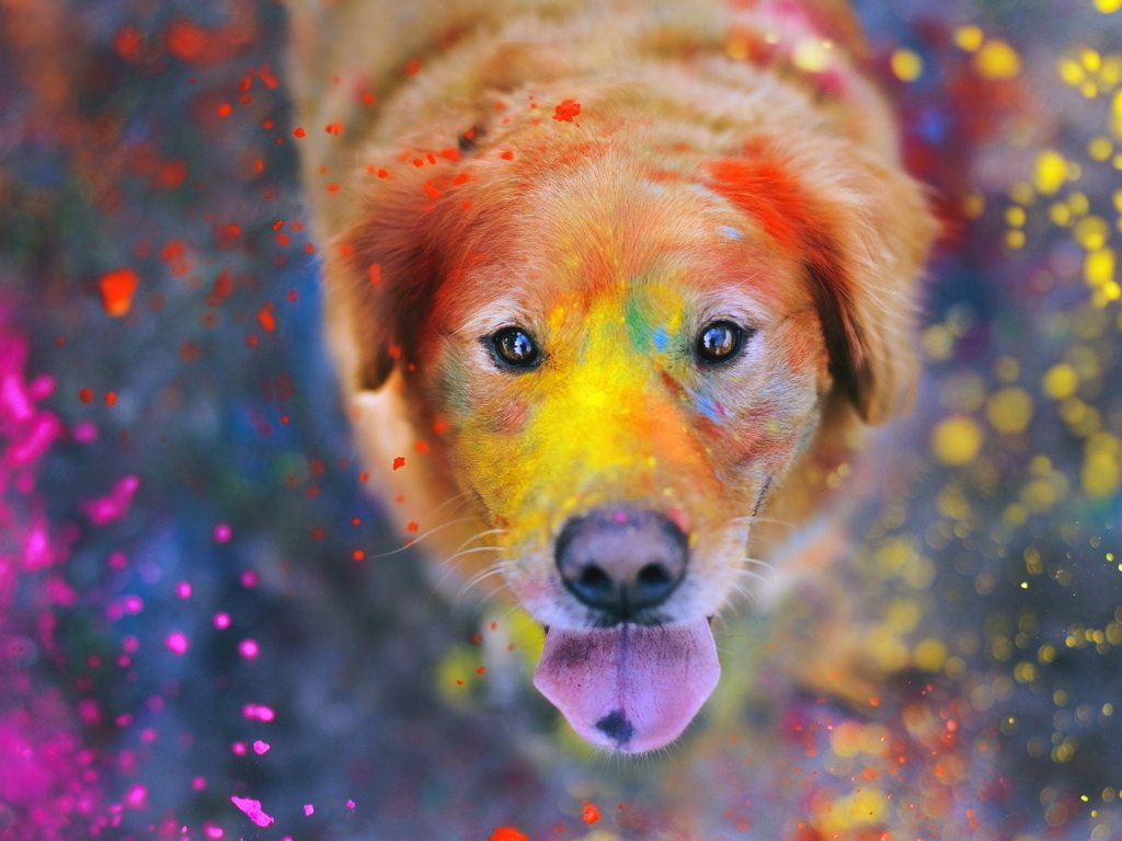 Обои морда, собака, брызги, краска, язык, золотистый ретривер, face, dog, squirt, paint, language, golden retriever разрешение 1920x1080 Загрузить