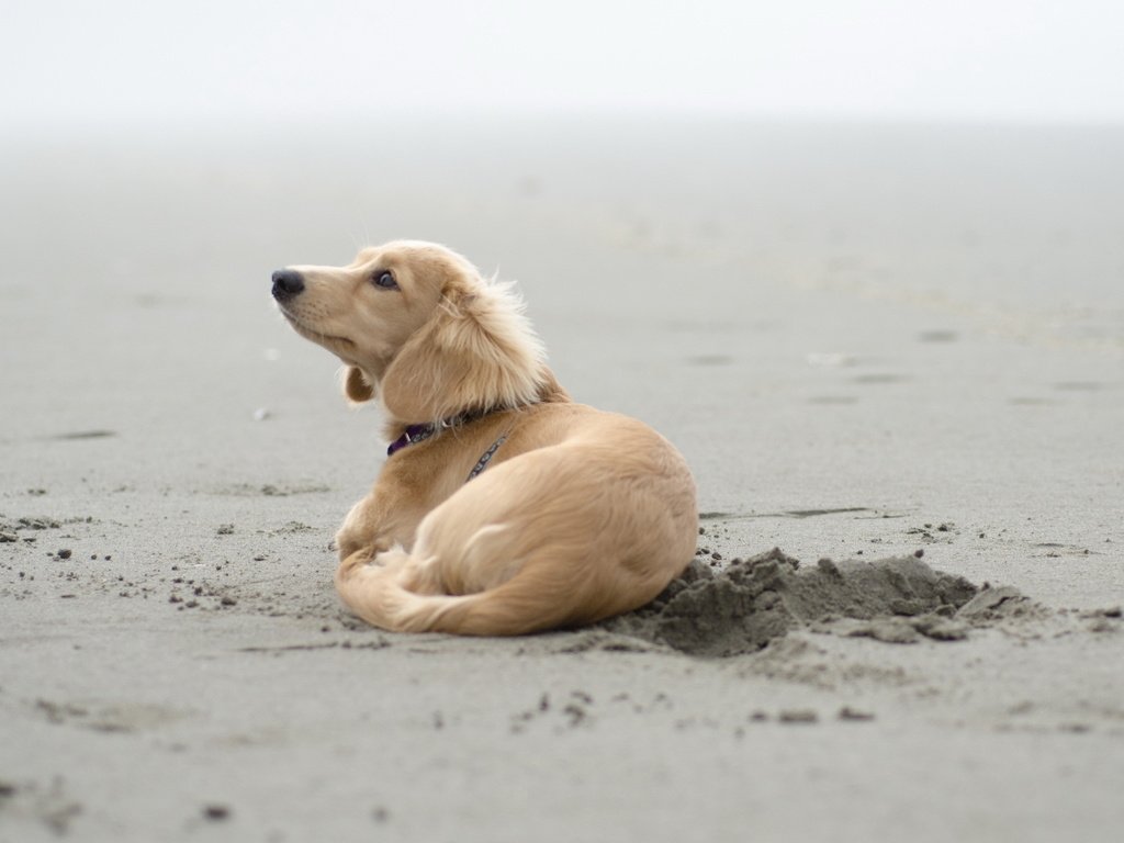 Обои песок, пляж, собака, щенок, такса, sand, beach, dog, puppy, dachshund разрешение 2560x1600 Загрузить