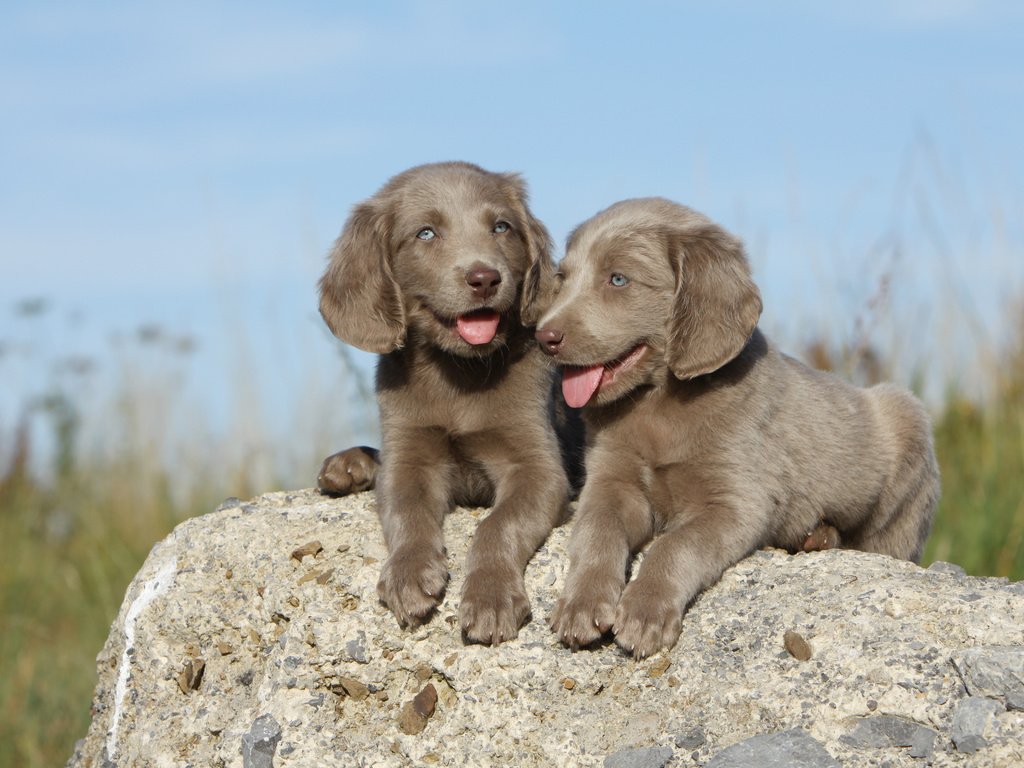 Обои небо, трава, камень, щенки, собаки, веймаранер, the sky, grass, stone, puppies, dogs, the weimaraner разрешение 4752x3168 Загрузить