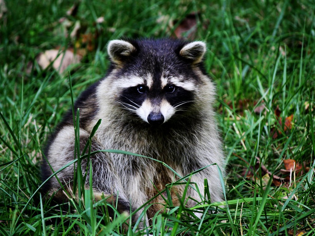 Обои трава, животные, мордочка, сидит, ушки, нос, енот, grass, animals, muzzle, sitting, ears, nose, raccoon разрешение 2560x1600 Загрузить