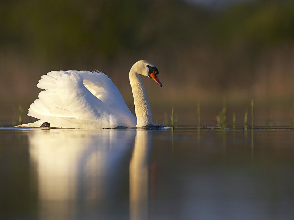 Обои озеро, отражение, белый, птица, пруд, лебедь, lake, reflection, white, bird, pond, swan разрешение 1920x1200 Загрузить