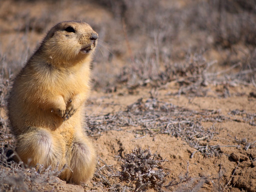 Обои животные, взгляд, стойка, грызун, суслик, глина, суслики, animals, look, stand, rodent, gopher, clay, gophers разрешение 1920x1200 Загрузить