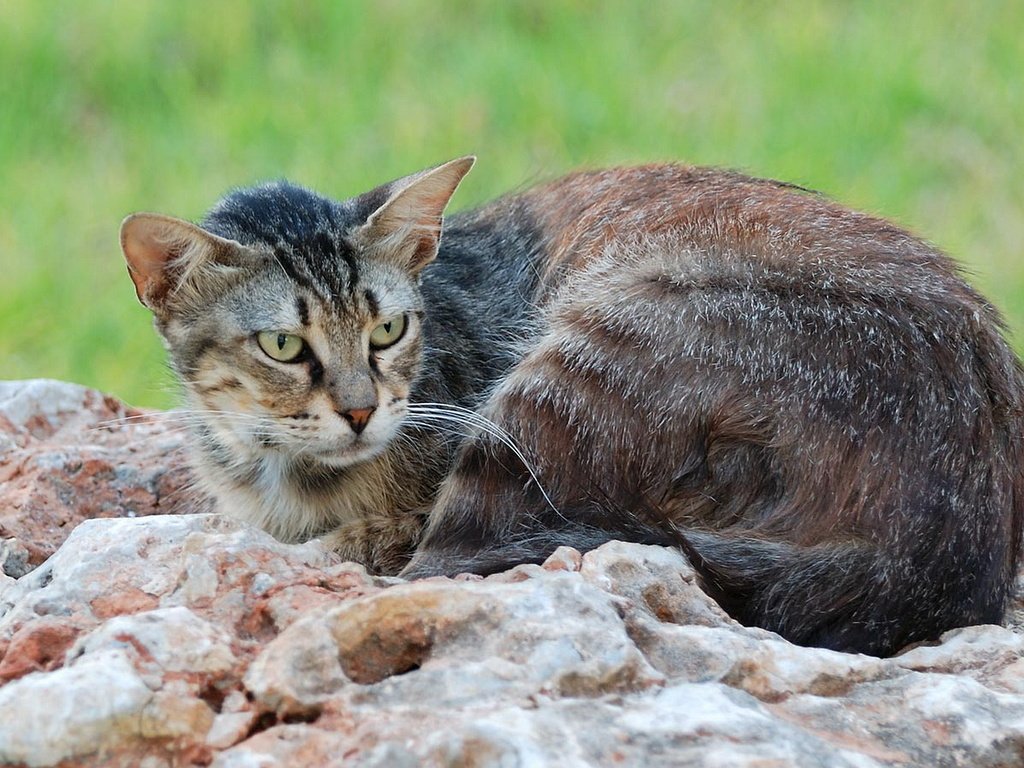 Обои природа, кот, кошка, камень, камышовый, nature, cat, stone, reed разрешение 1920x1080 Загрузить