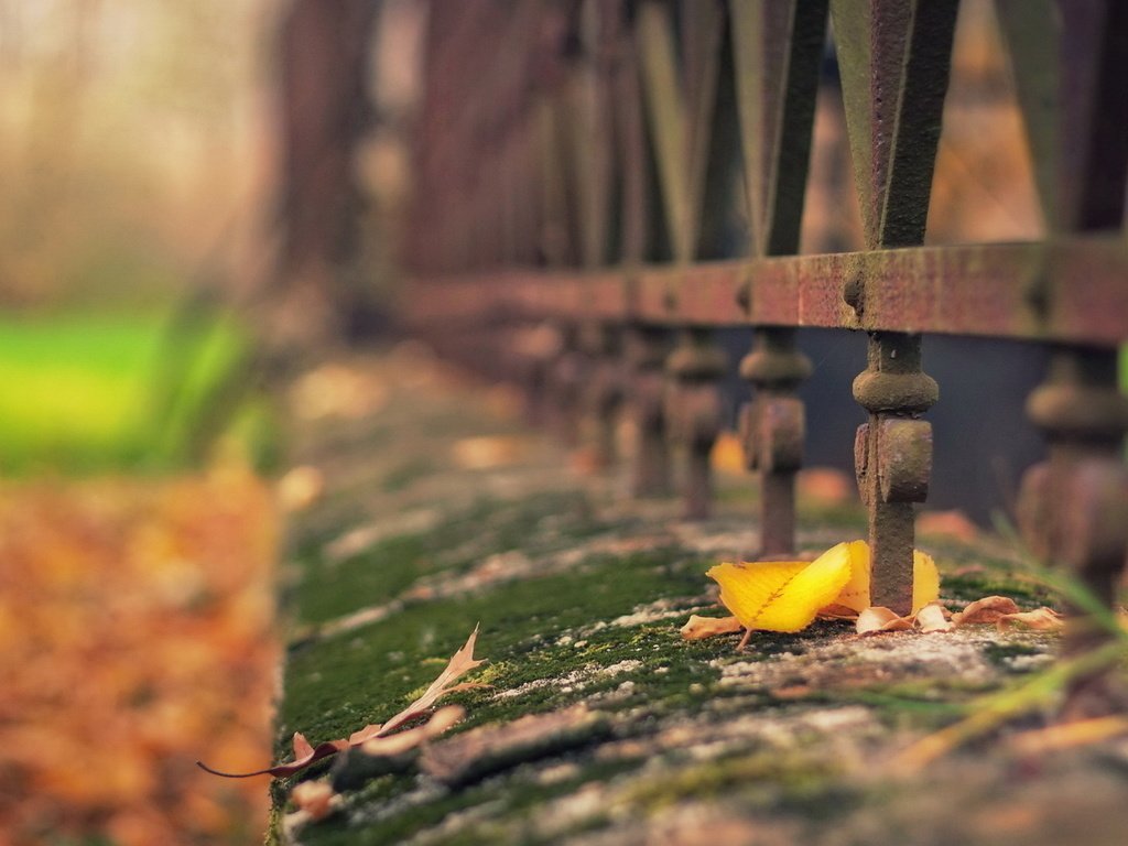 Обои листья, осень, забор, ограждение, мох, металлический, leaves, autumn, the fence, moss, metal разрешение 1920x1200 Загрузить