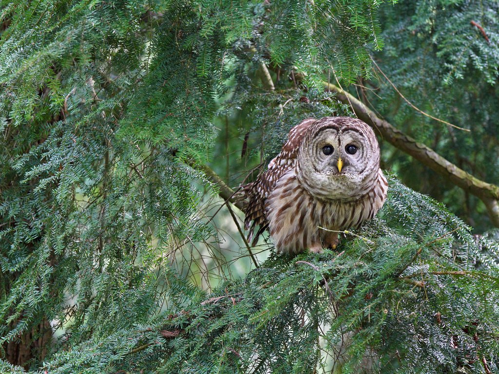 Обои сова, лес, хвоя, ветки, птица, пестрая неясыть, owl, forest, needles, branches, bird, a barred owl разрешение 2048x1365 Загрузить