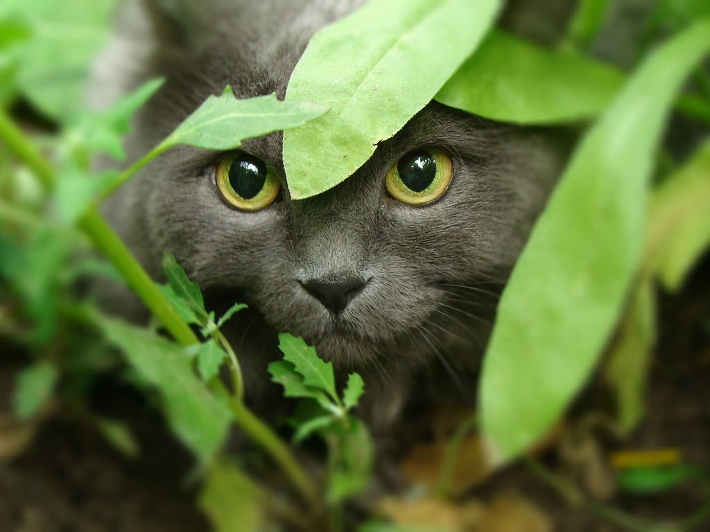 Обои морда, трава, кот, кошка, взгляд, охота, желтые глаза, face, grass, cat, look, hunting, yellow eyes разрешение 1920x1080 Загрузить