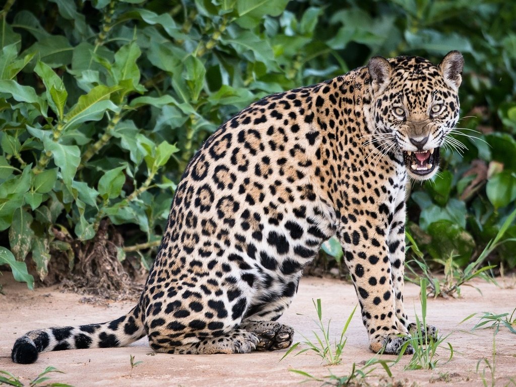 Обои природа, взгляд, хищник, ягуар, дикая кошка, nature, look, predator, jaguar, wild cat разрешение 2048x1271 Загрузить
